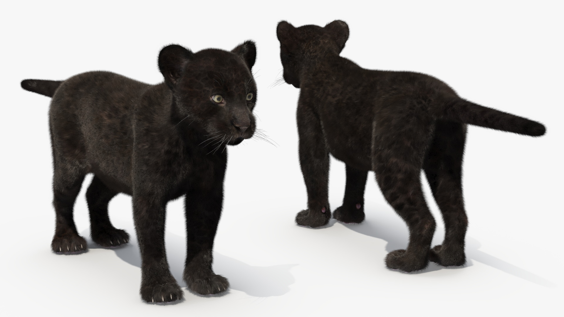 3D model Panther Cub Fur