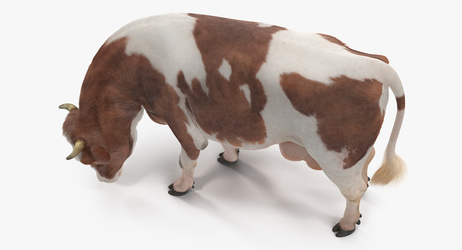 3D Holstein Cow Eating Pose with Fur model