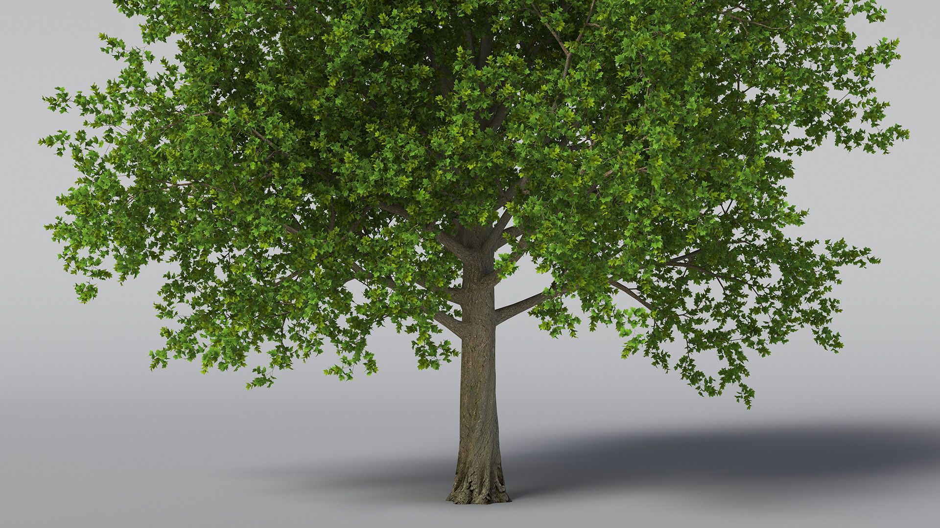 3D model Realistic Maple Tree