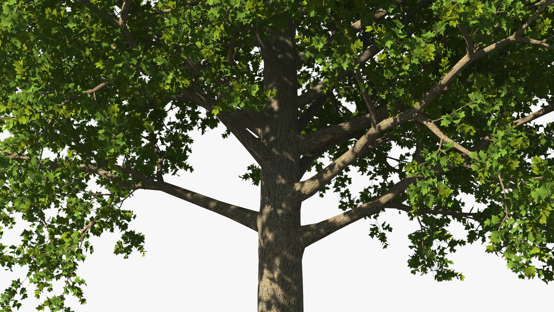 3D model Realistic Maple Tree