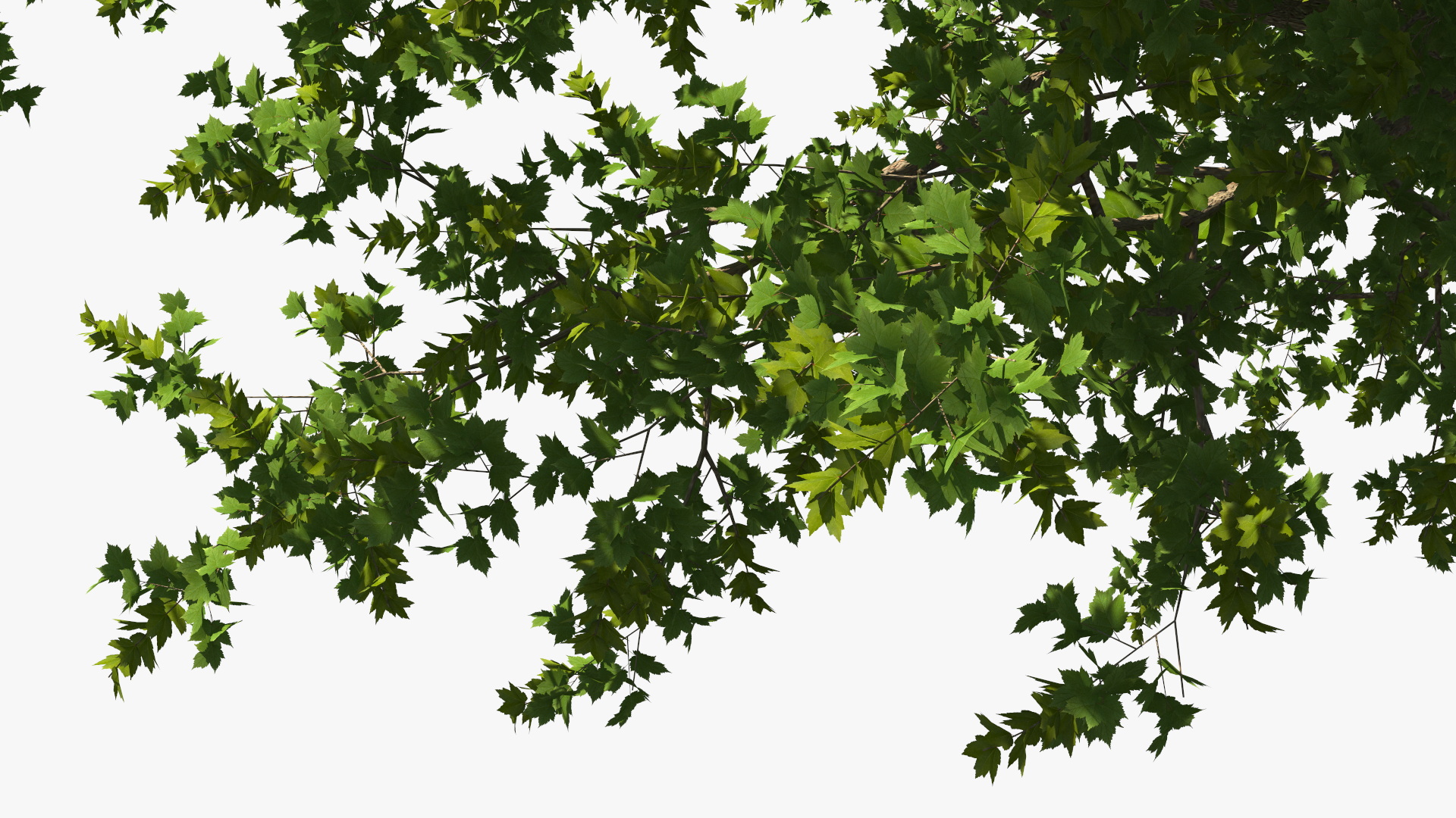 3D model Realistic Maple Tree