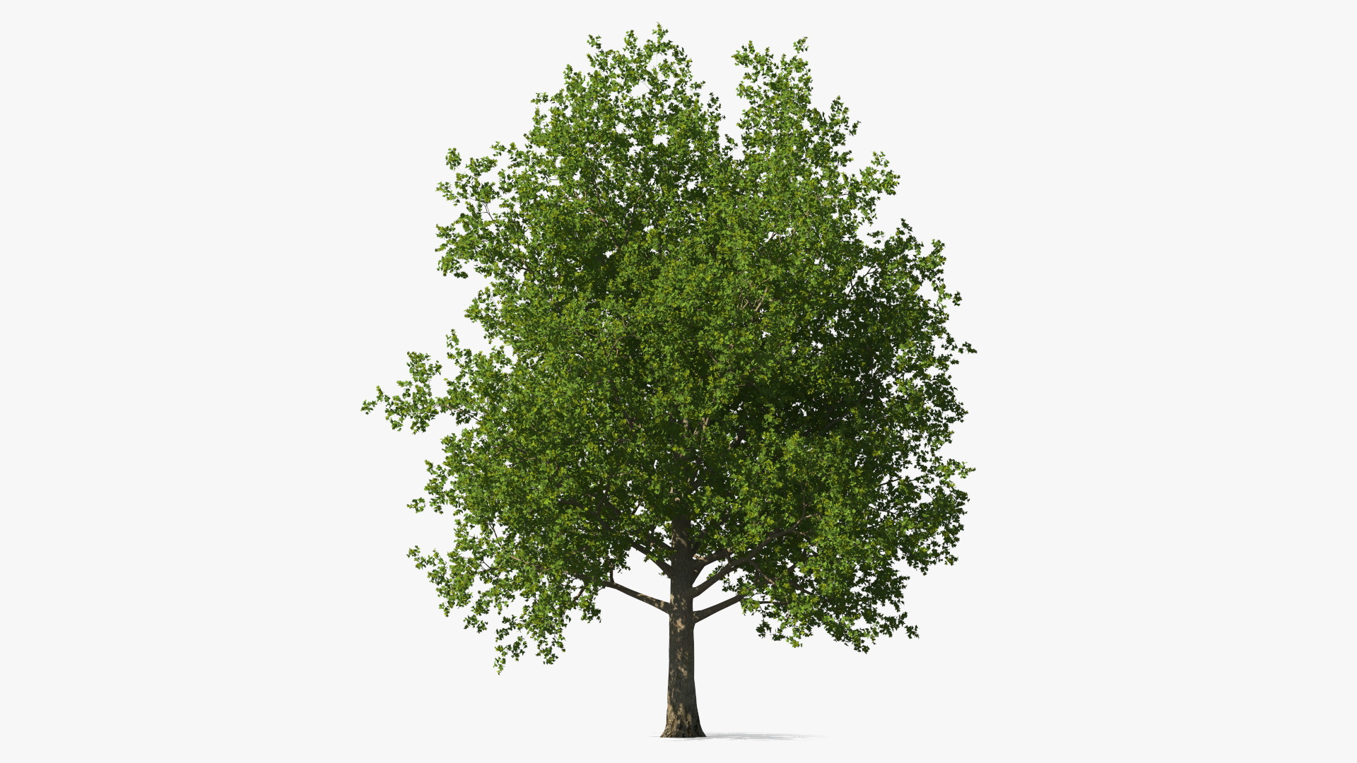 3D model Realistic Maple Tree