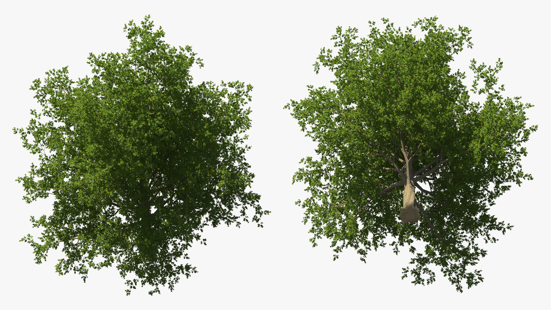 3D model Realistic Maple Tree