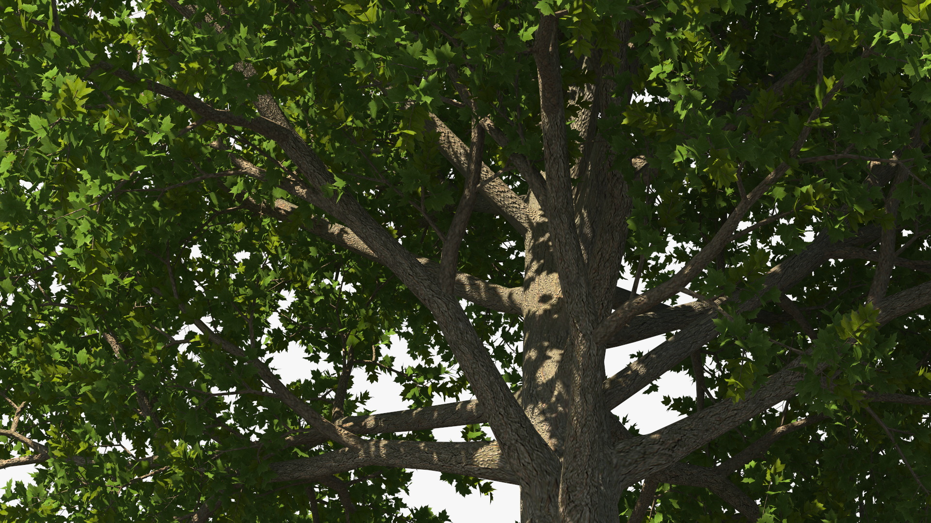 3D model Realistic Maple Tree