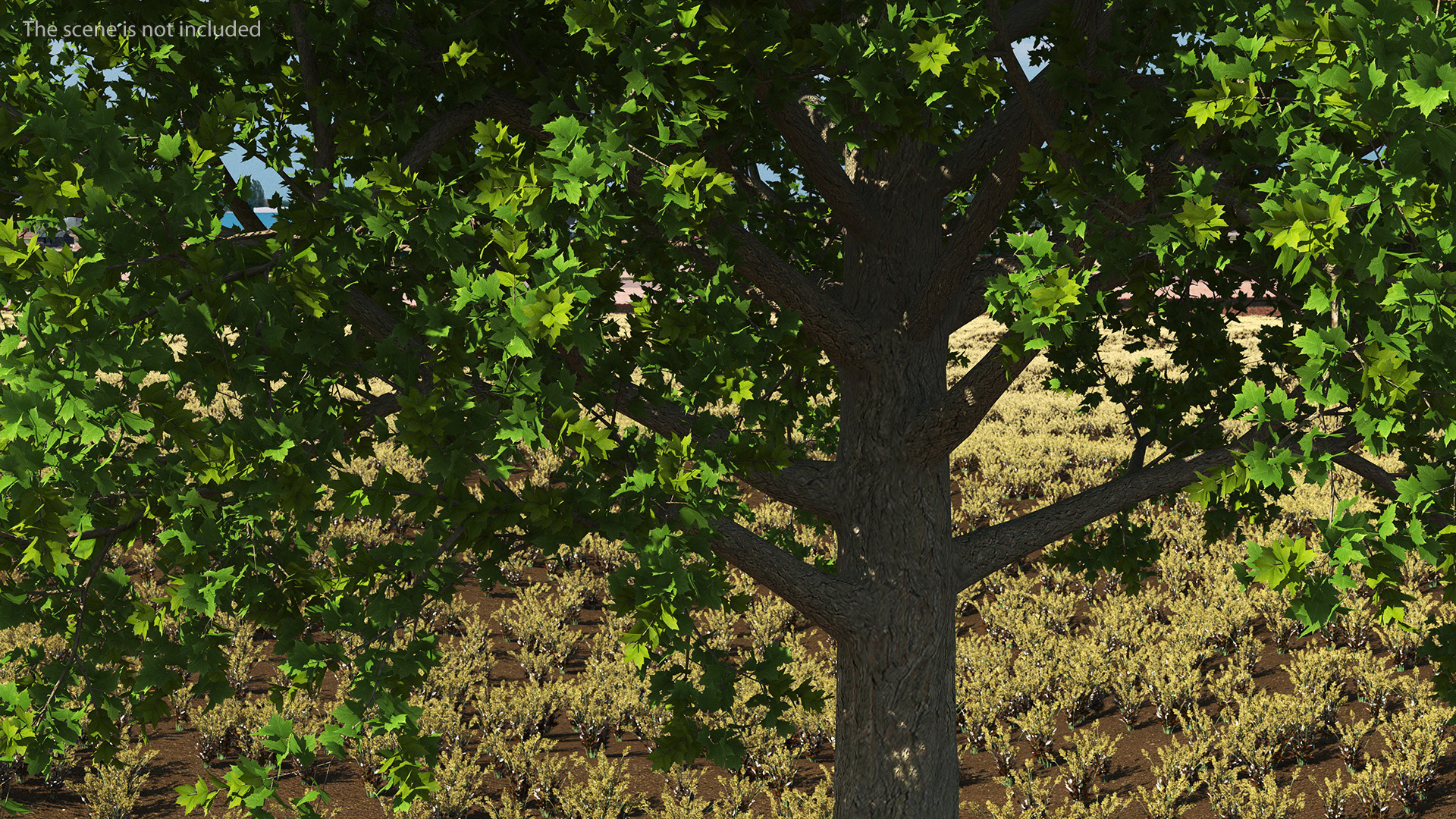 3D model Realistic Maple Tree