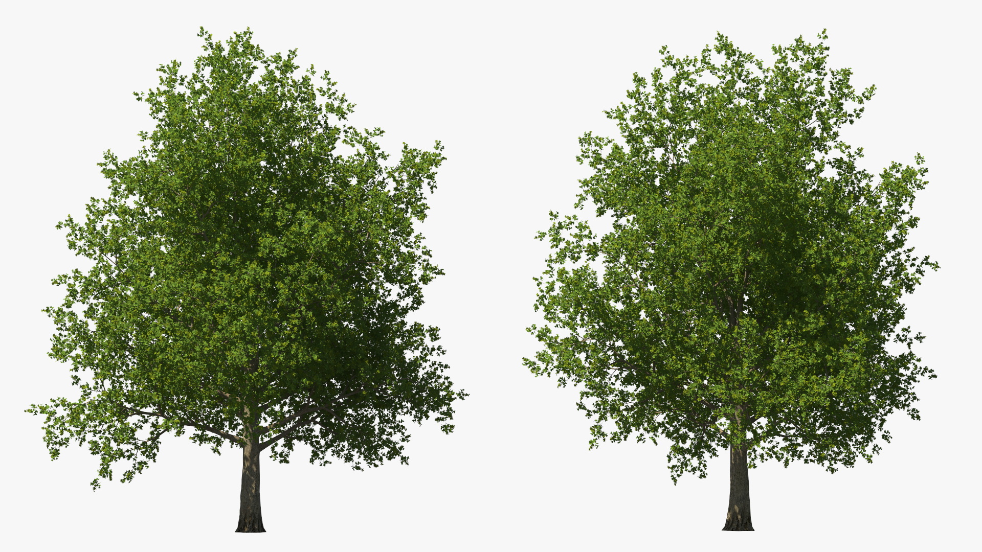 3D model Realistic Maple Tree