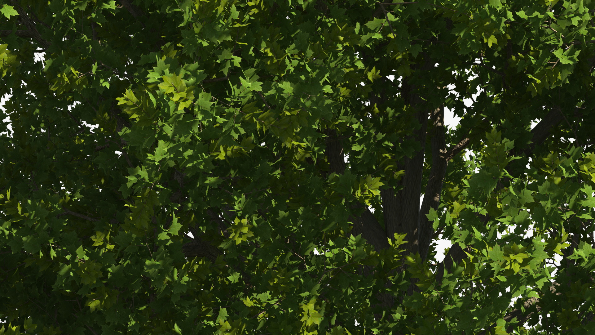 3D model Realistic Maple Tree