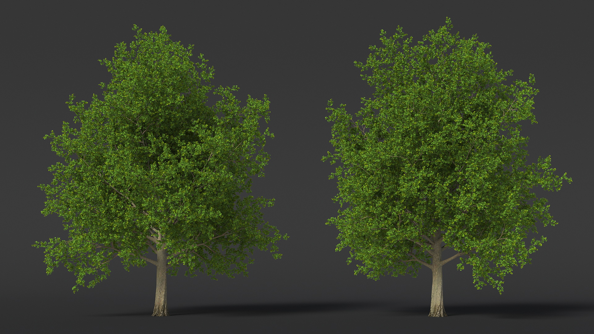 3D model Realistic Maple Tree