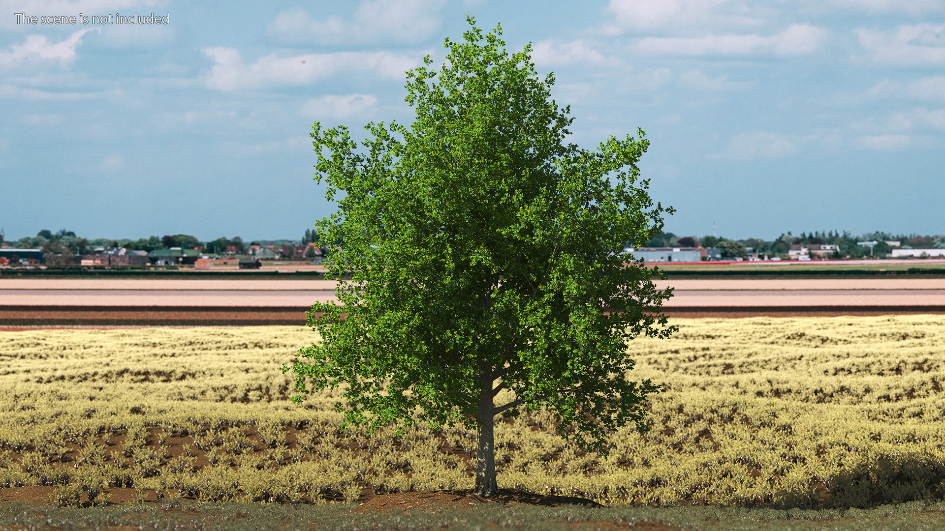 3D model Realistic Maple Tree