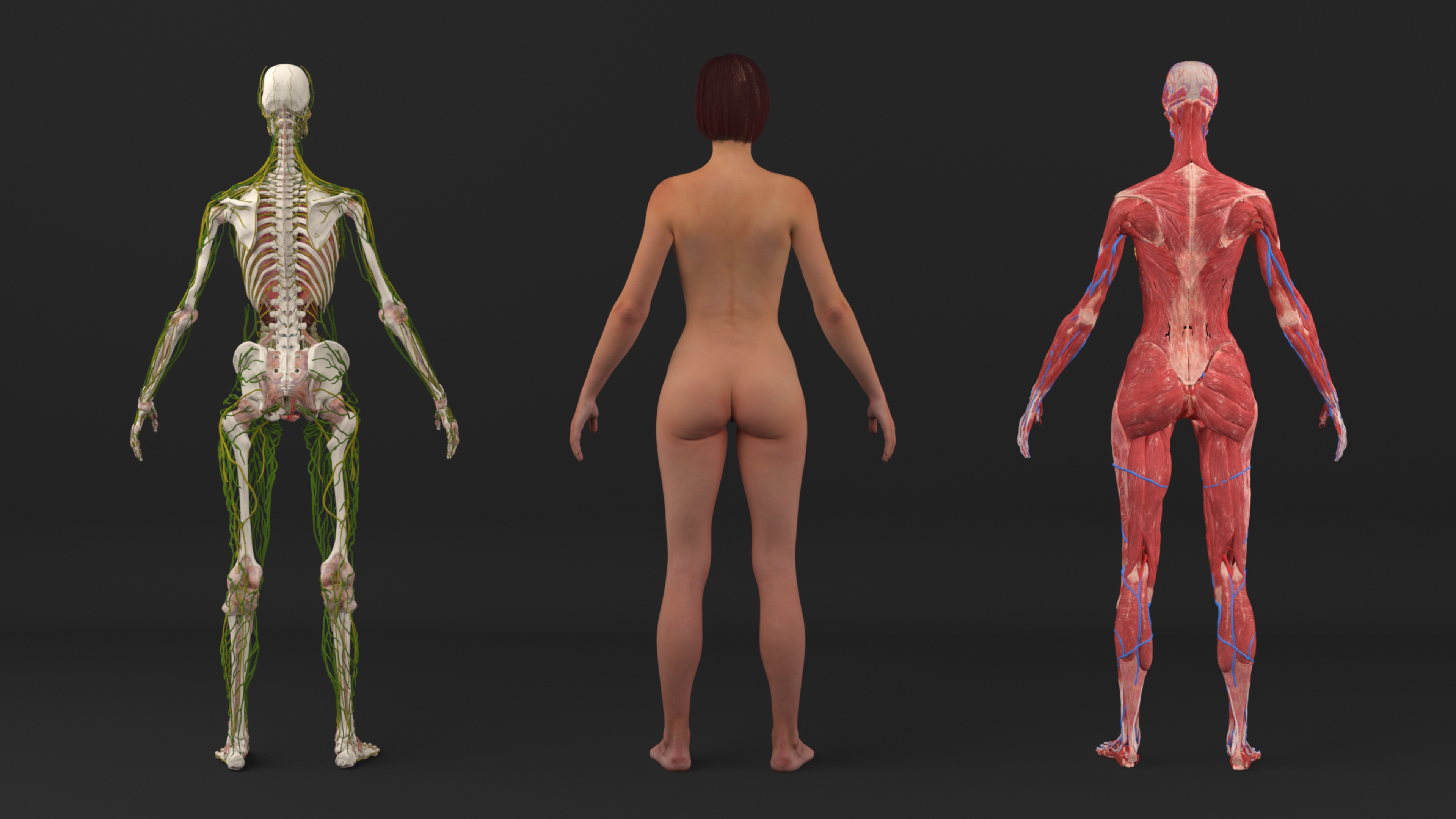 Realistic Female Full Anatomy 3D model