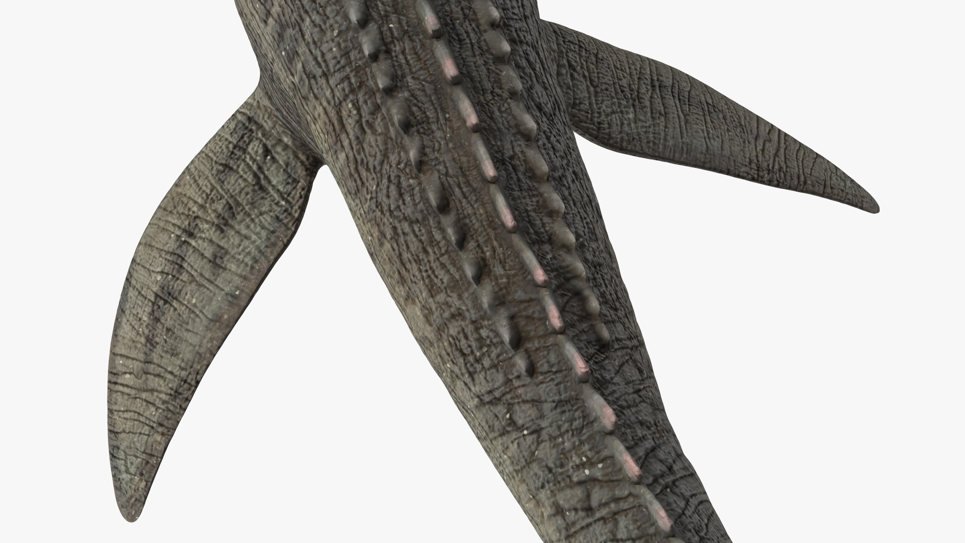 Mosasaurus Swimming 3D model