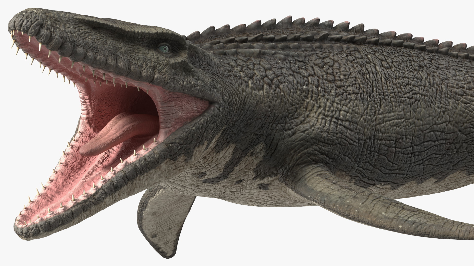 Mosasaurus Swimming 3D model