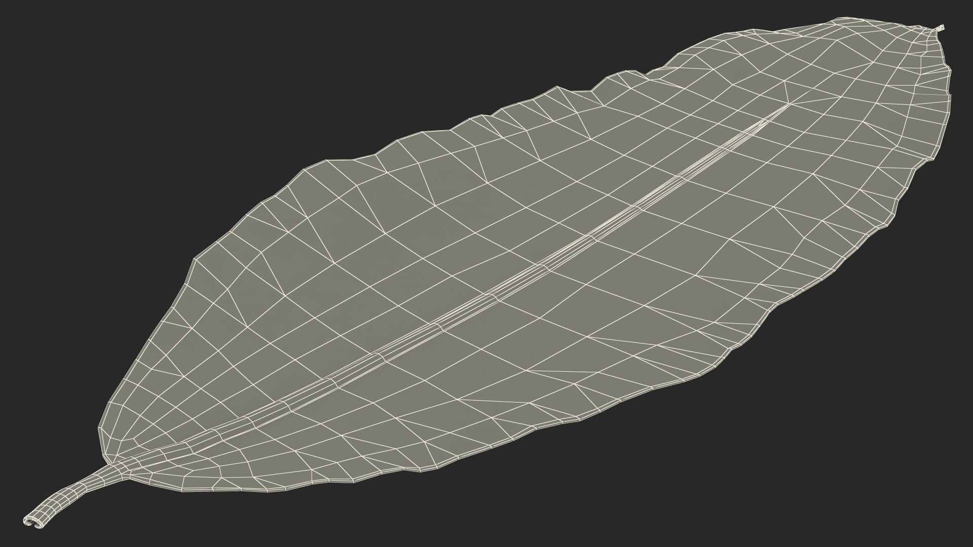 Dry Laurel Leaves 3D