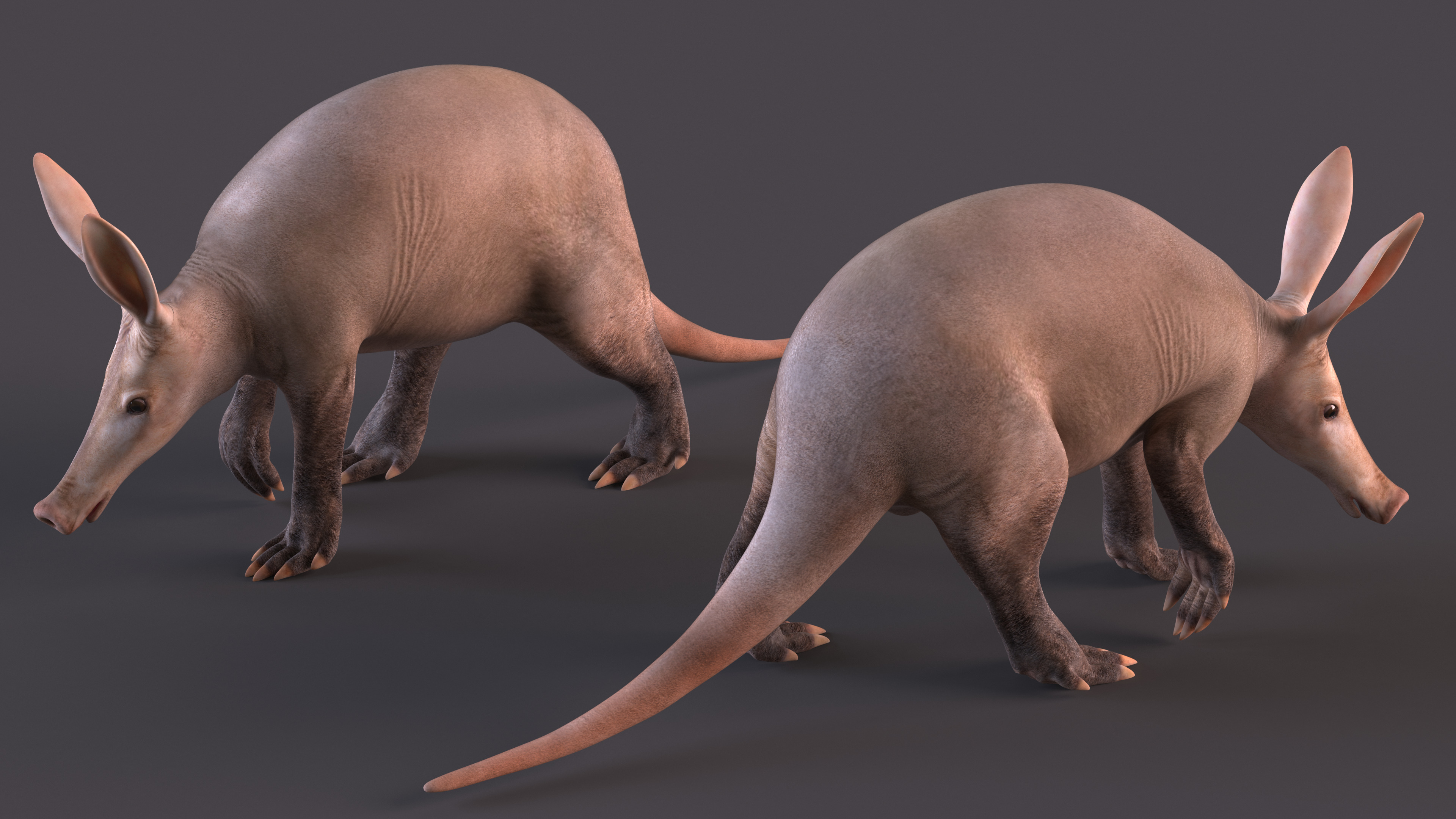 3D Mammal Aardvark Walking Pose model