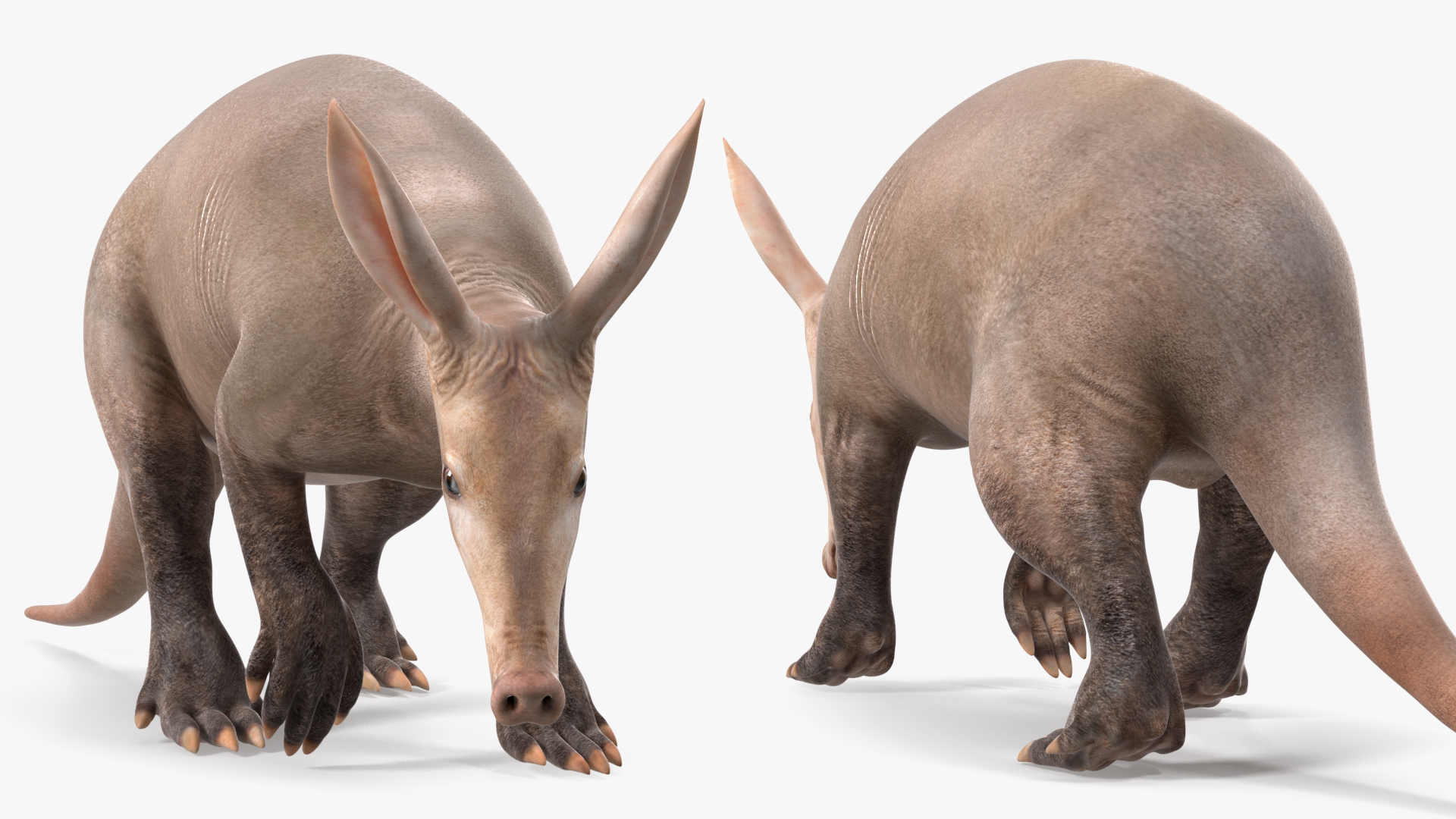 3D Mammal Aardvark Walking Pose model