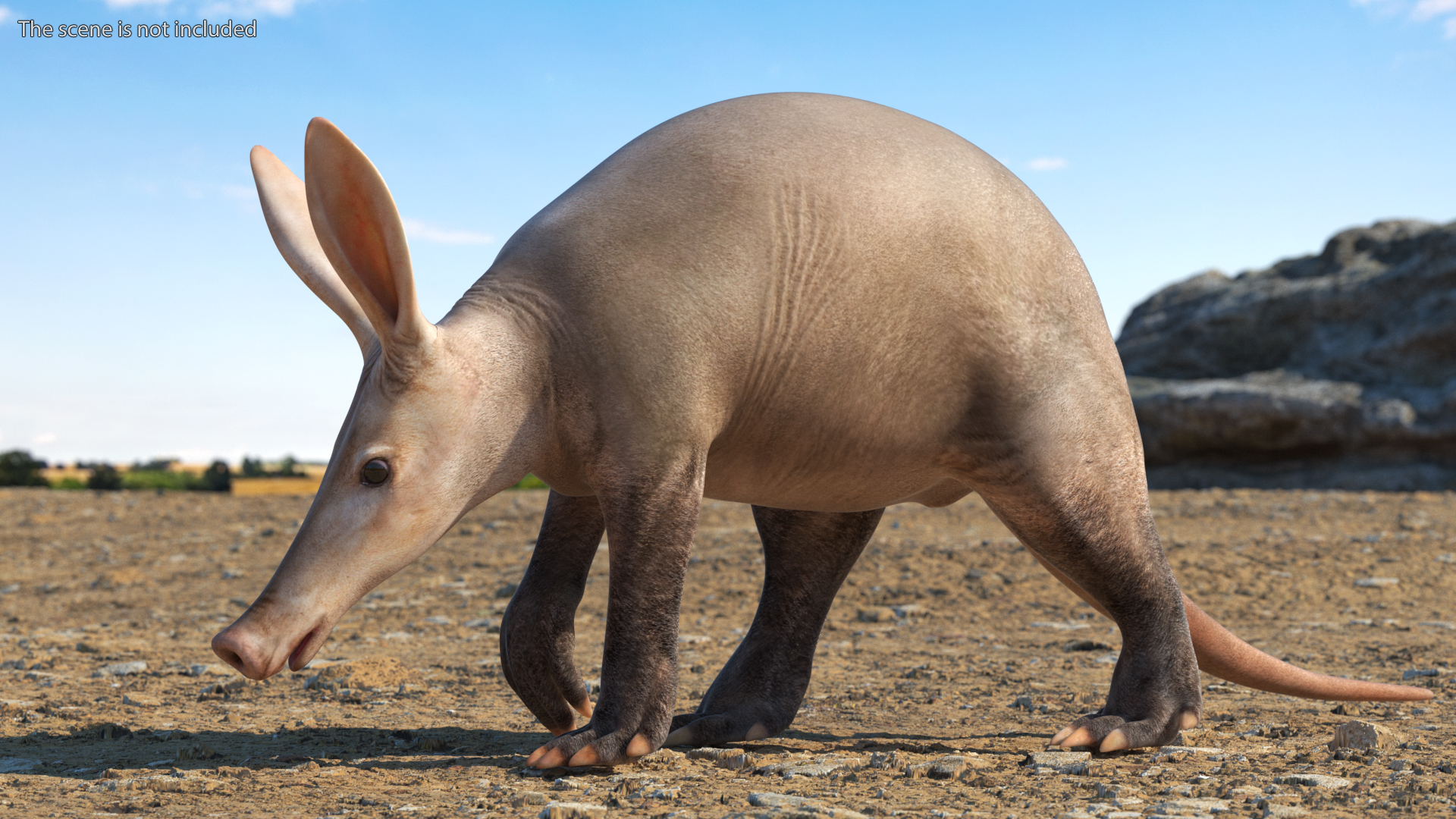 3D Mammal Aardvark Walking Pose model