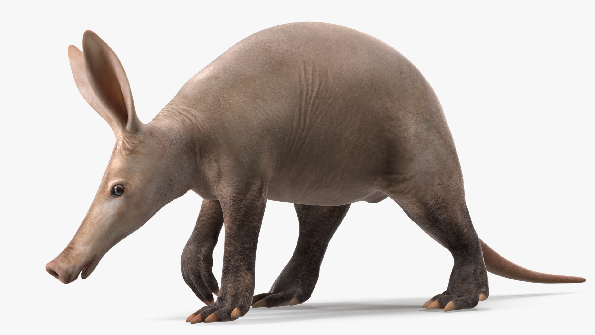 3D Mammal Aardvark Walking Pose model