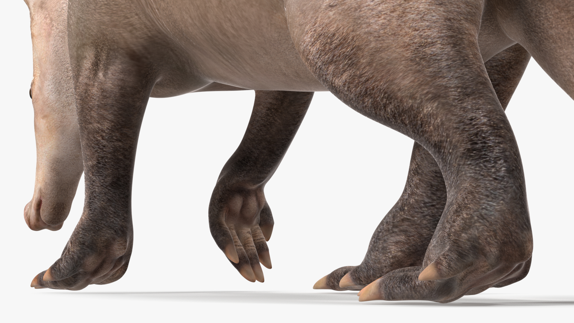 3D Mammal Aardvark Walking Pose model