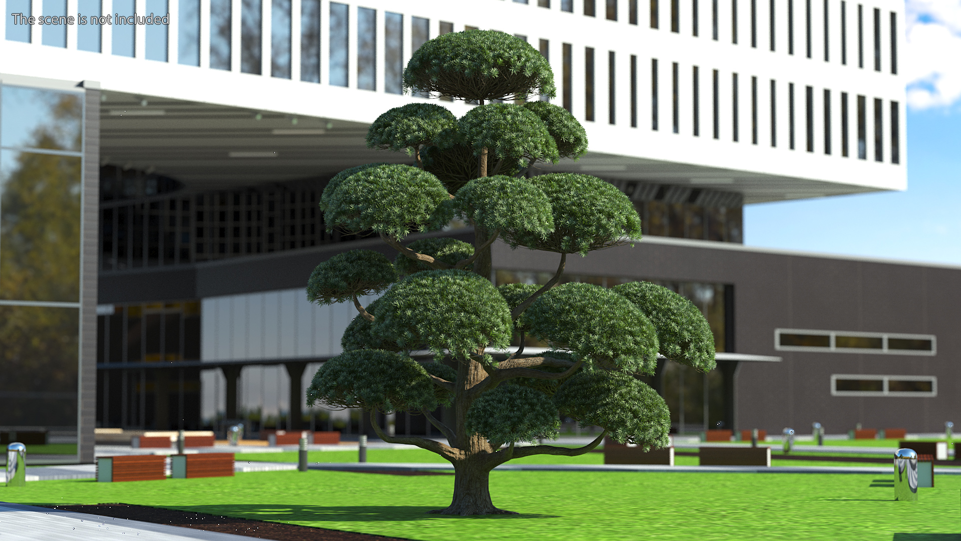 Podocarpus Big Tree 3D model