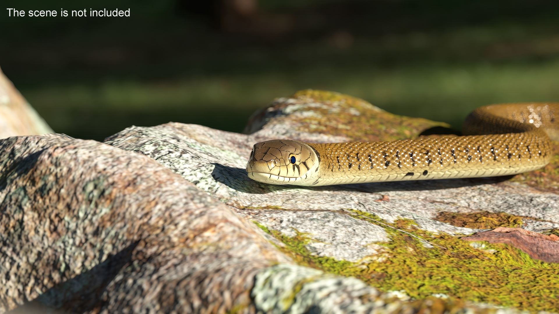 3D Water Snake Brown Crawling