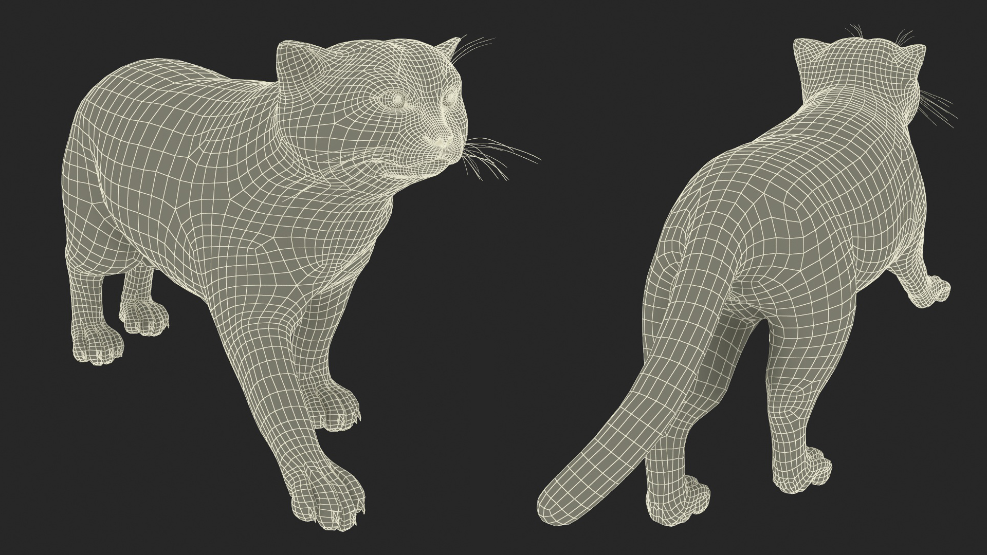 3D model Manul Cat is Walking