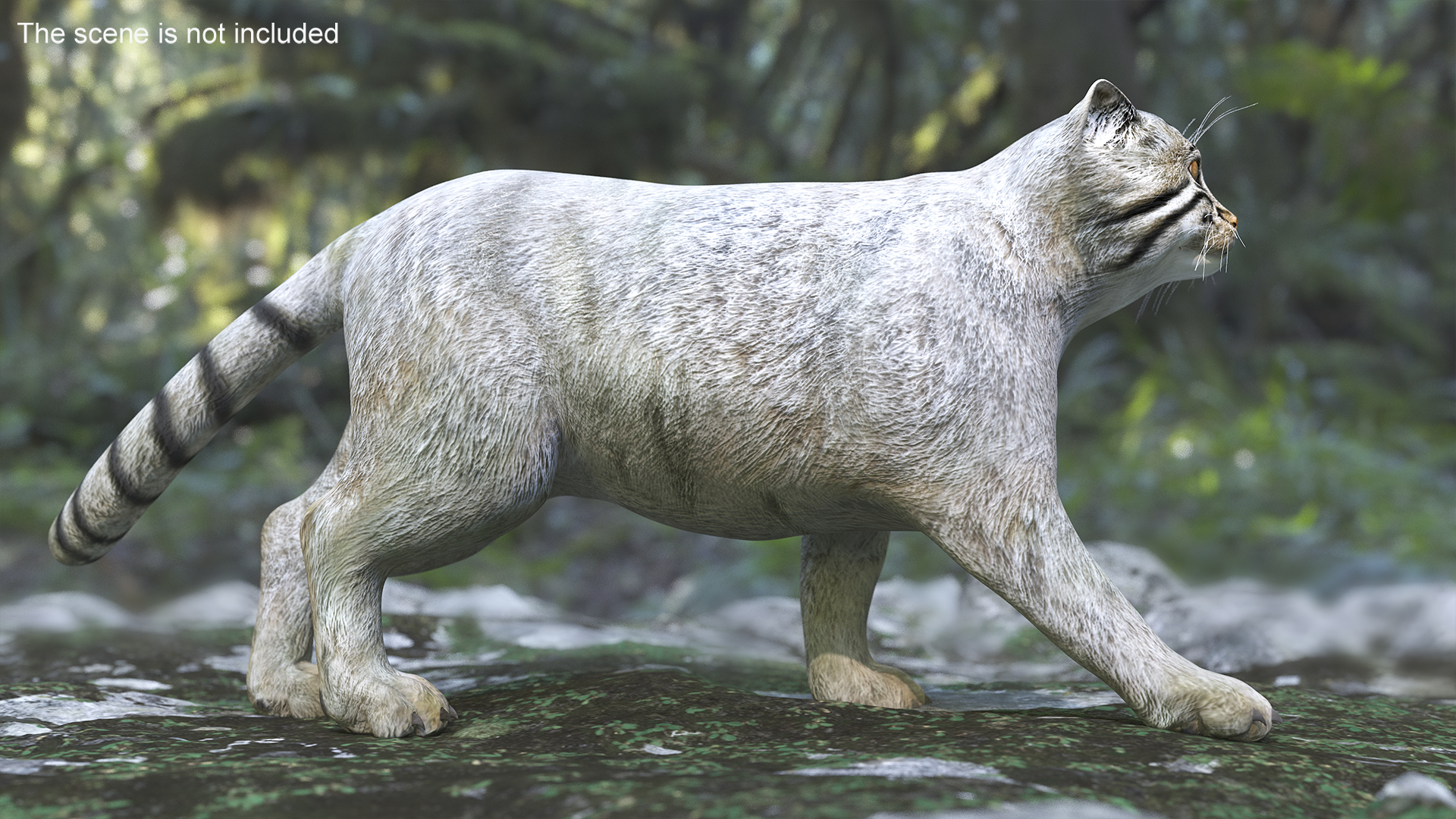 3D model Manul Cat is Walking