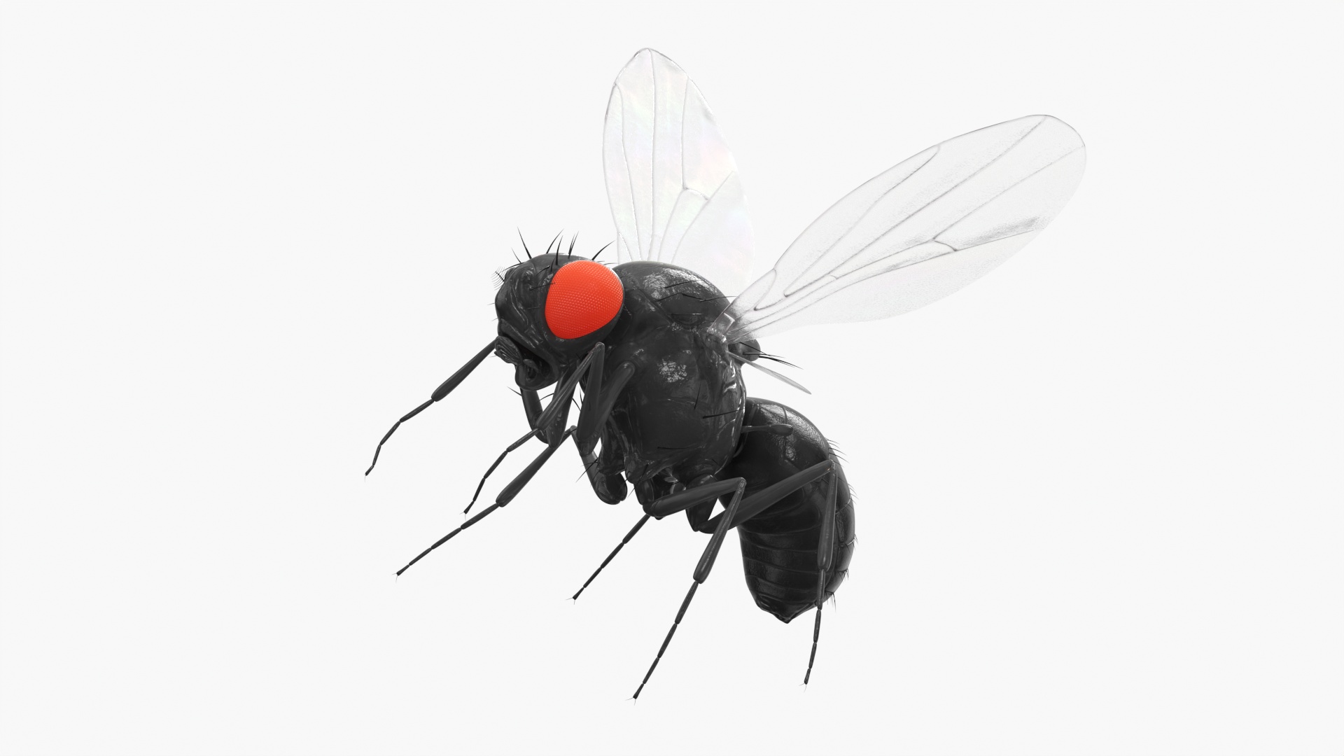 3D model Fruit Fly Black In Flight