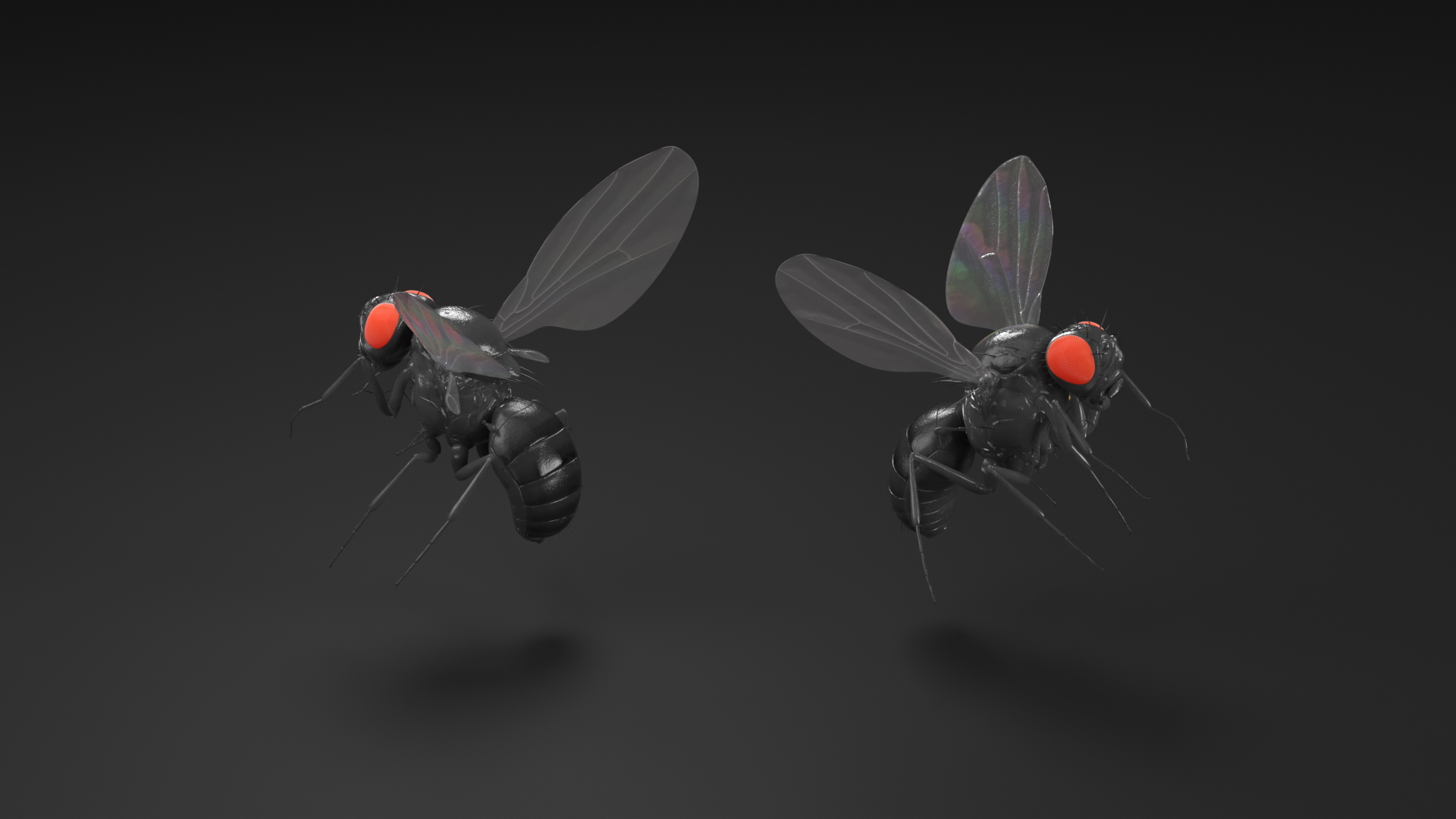 3D model Fruit Fly Black In Flight