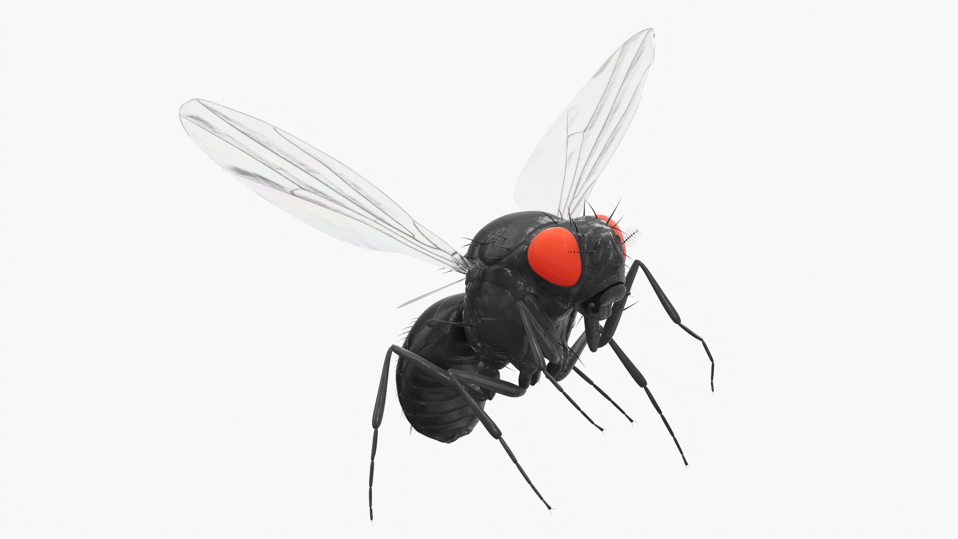 3D model Fruit Fly Black In Flight