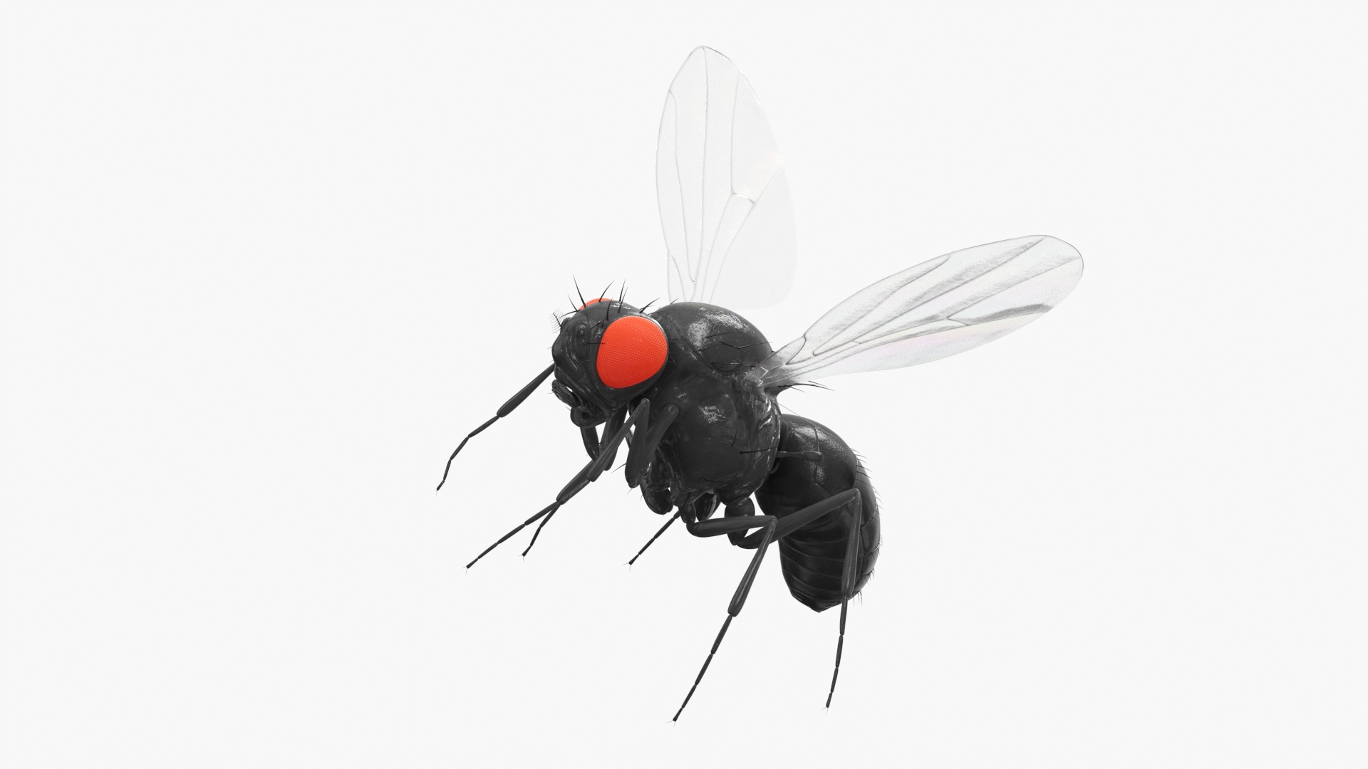 3D model Fruit Fly Black In Flight