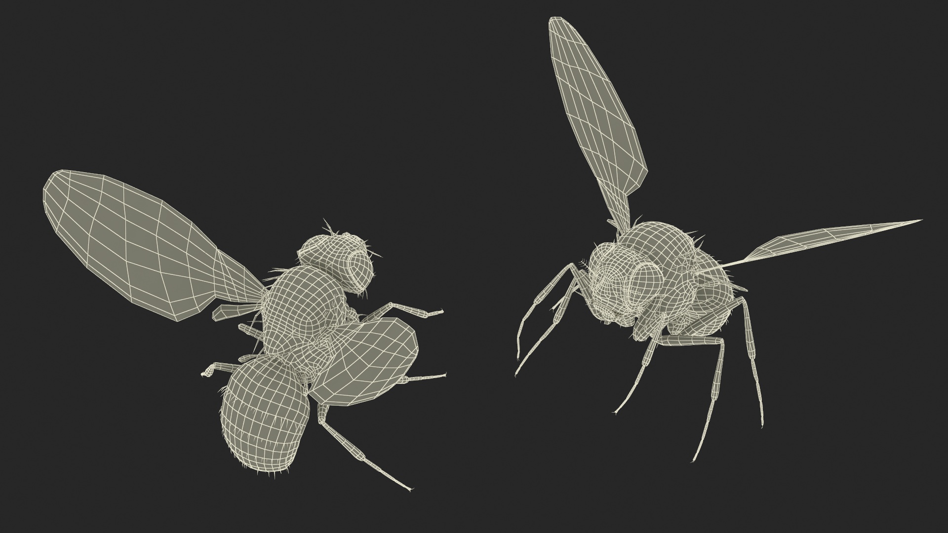 3D model Fruit Fly Black In Flight