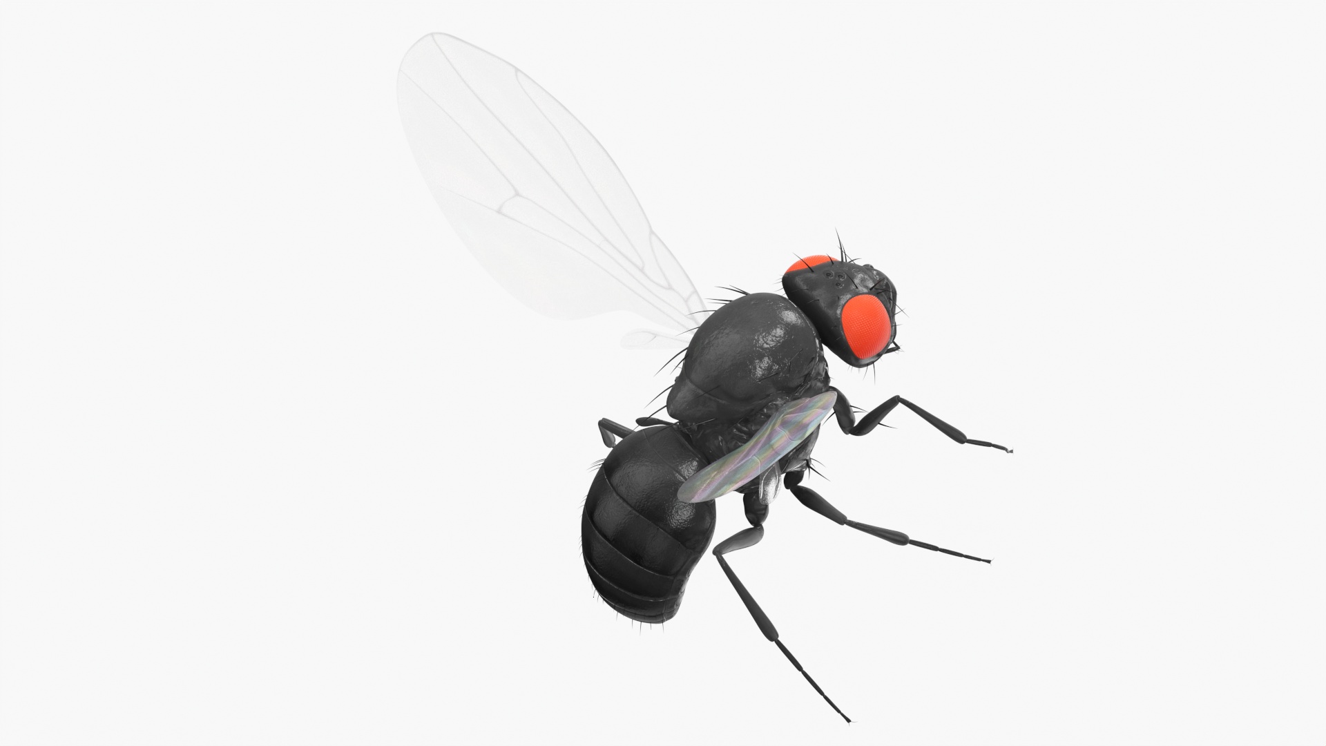 3D model Fruit Fly Black In Flight