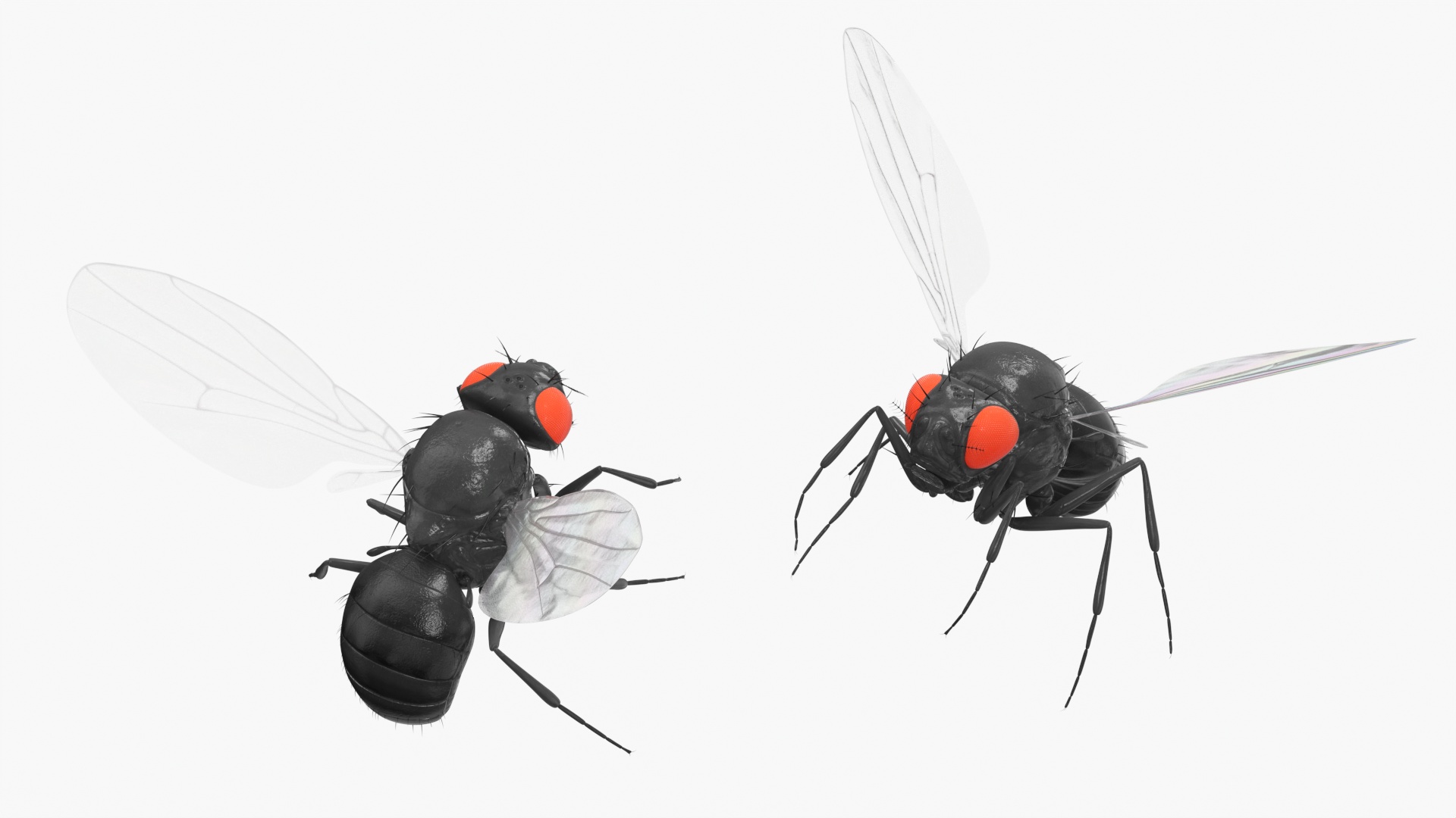 3D model Fruit Fly Black In Flight