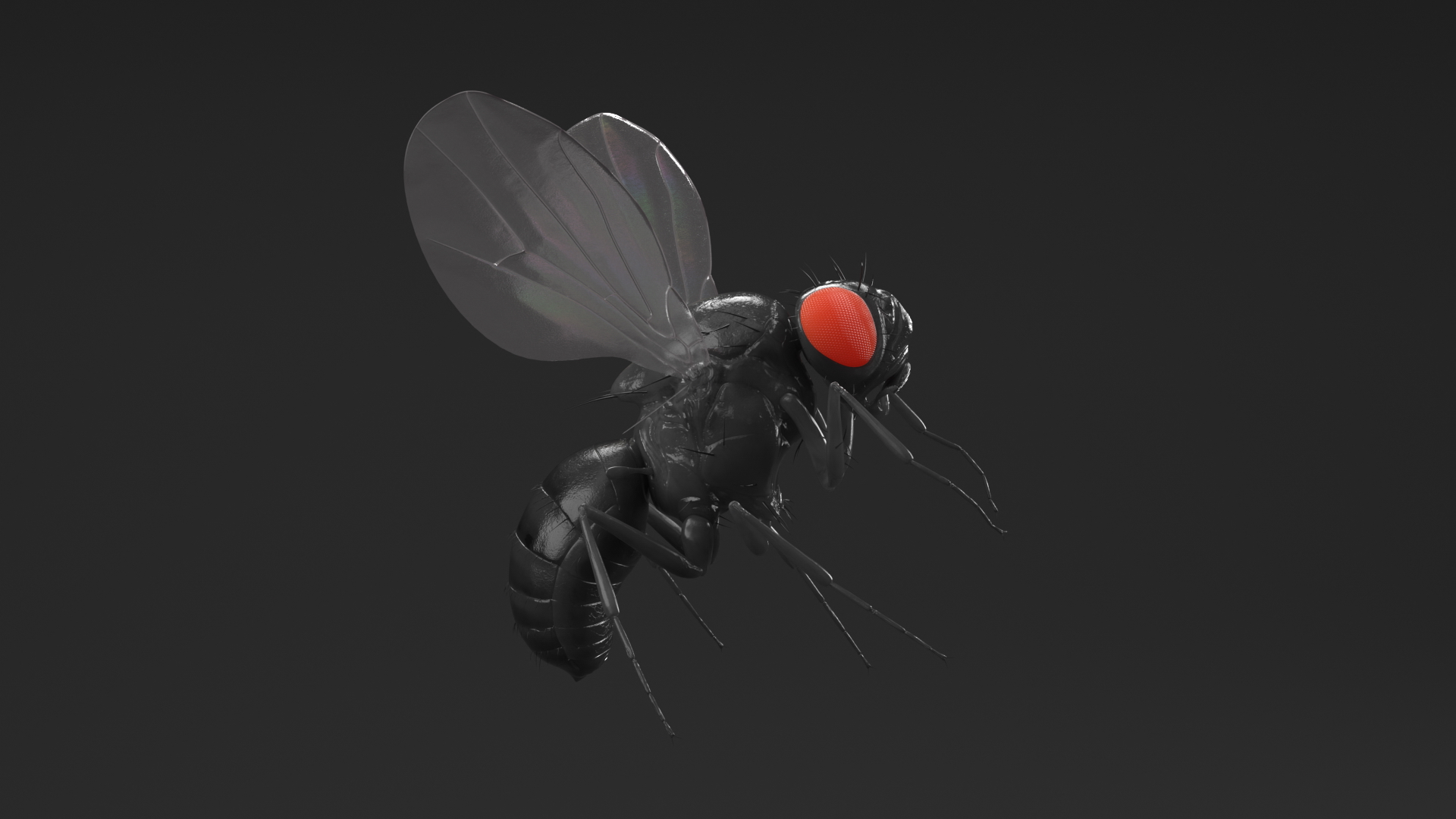 3D model Fruit Fly Black In Flight