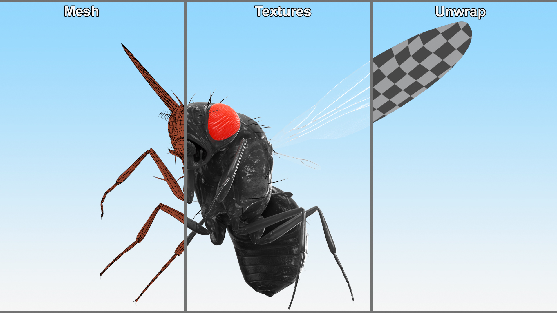 3D model Fruit Fly Black In Flight