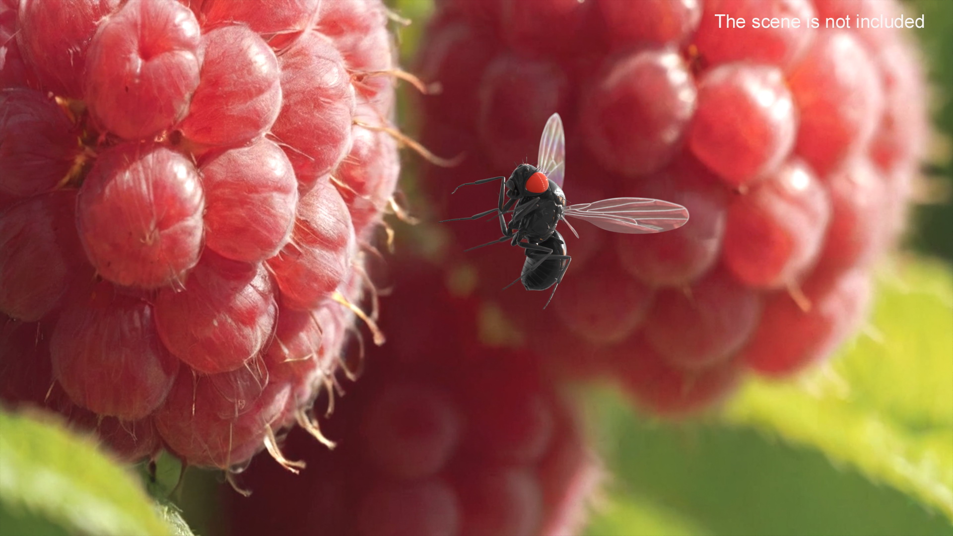 3D model Fruit Fly Black In Flight