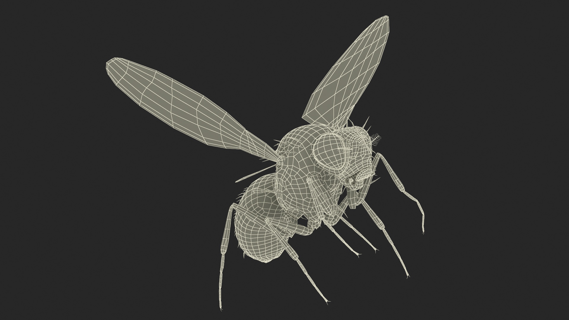 3D model Fruit Fly Black In Flight