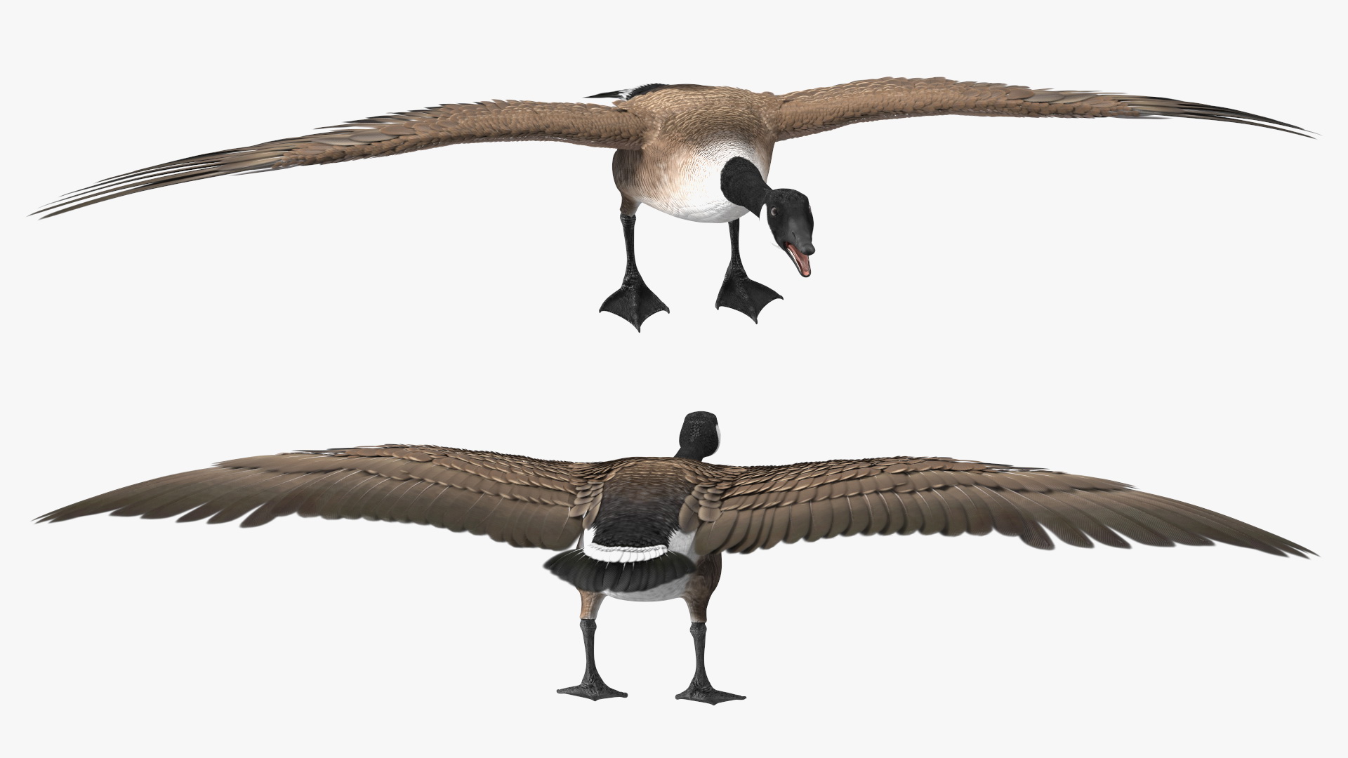 3D model Wild Goose