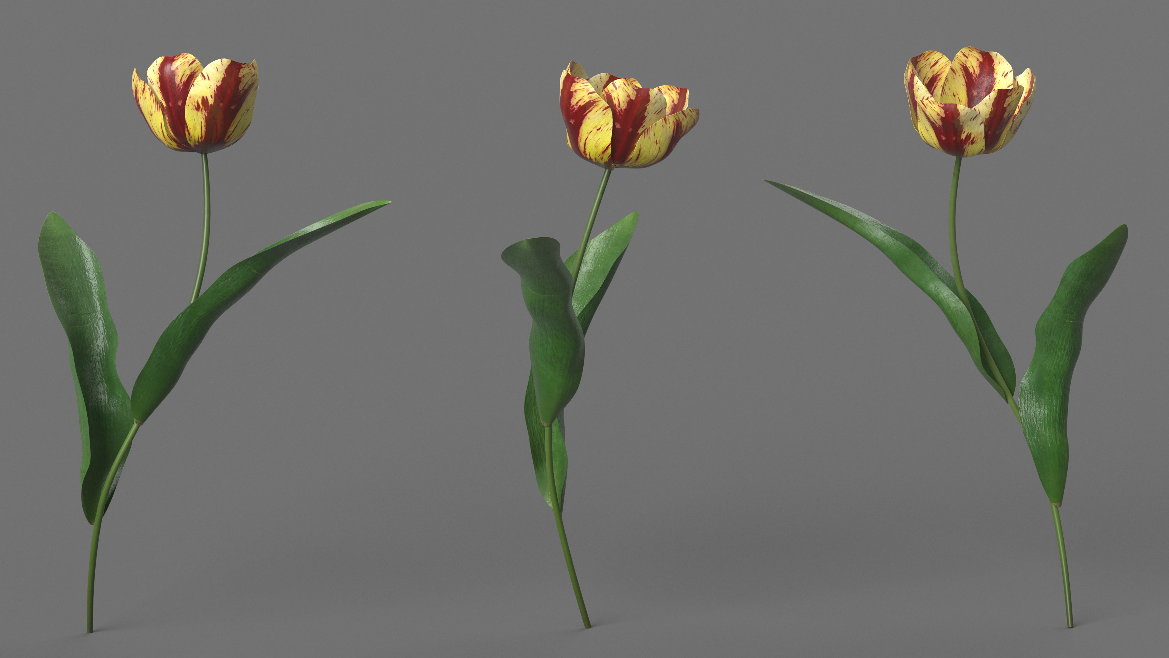 Blooming Banja Luka Tulip Flower 3D