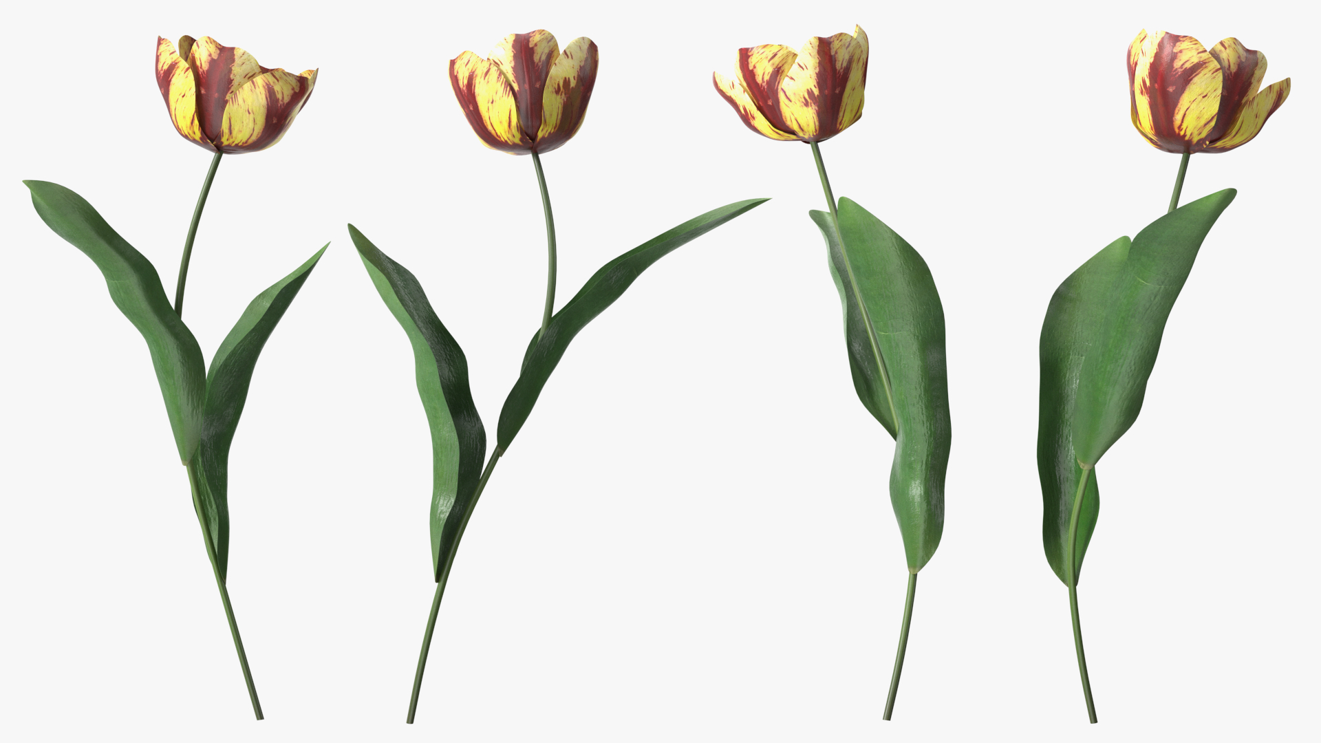 Blooming Banja Luka Tulip Flower 3D