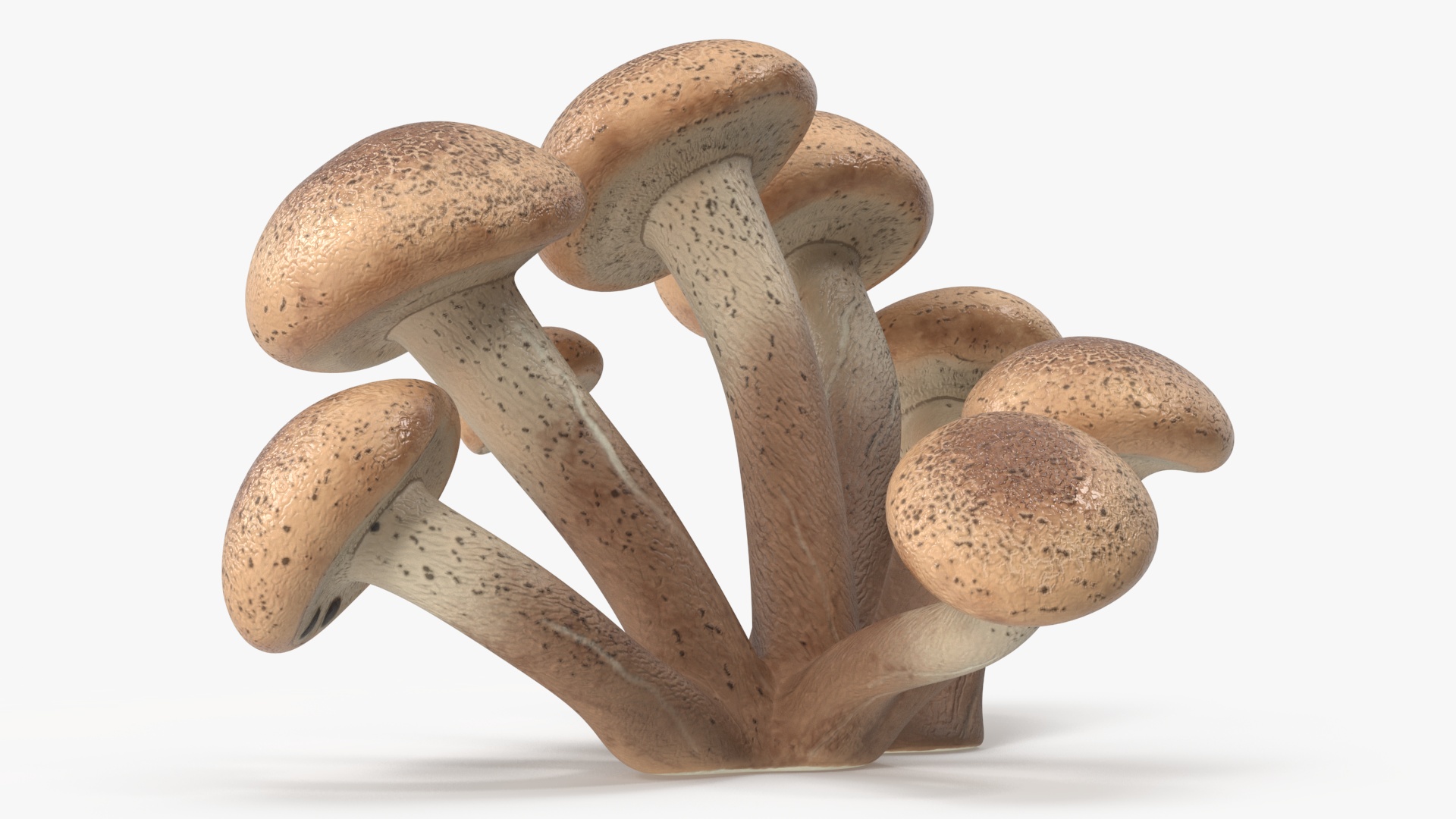 Honey Agaric 3D