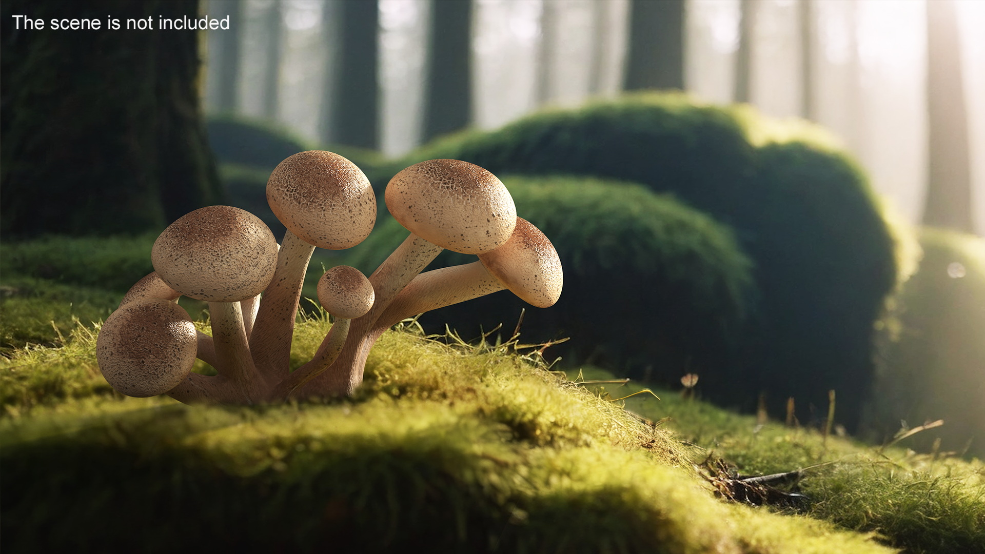 Honey Agaric 3D