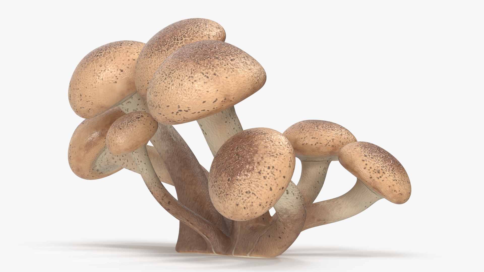 Honey Agaric 3D