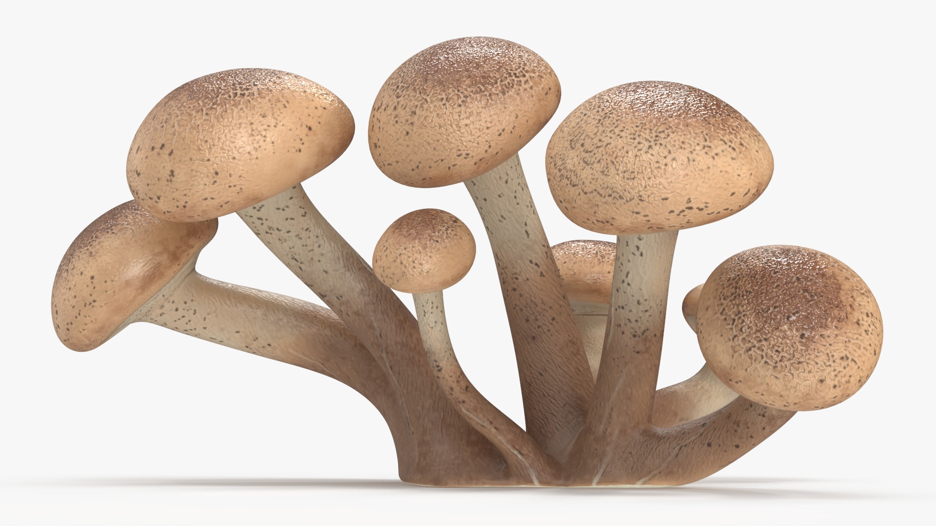 Honey Agaric 3D