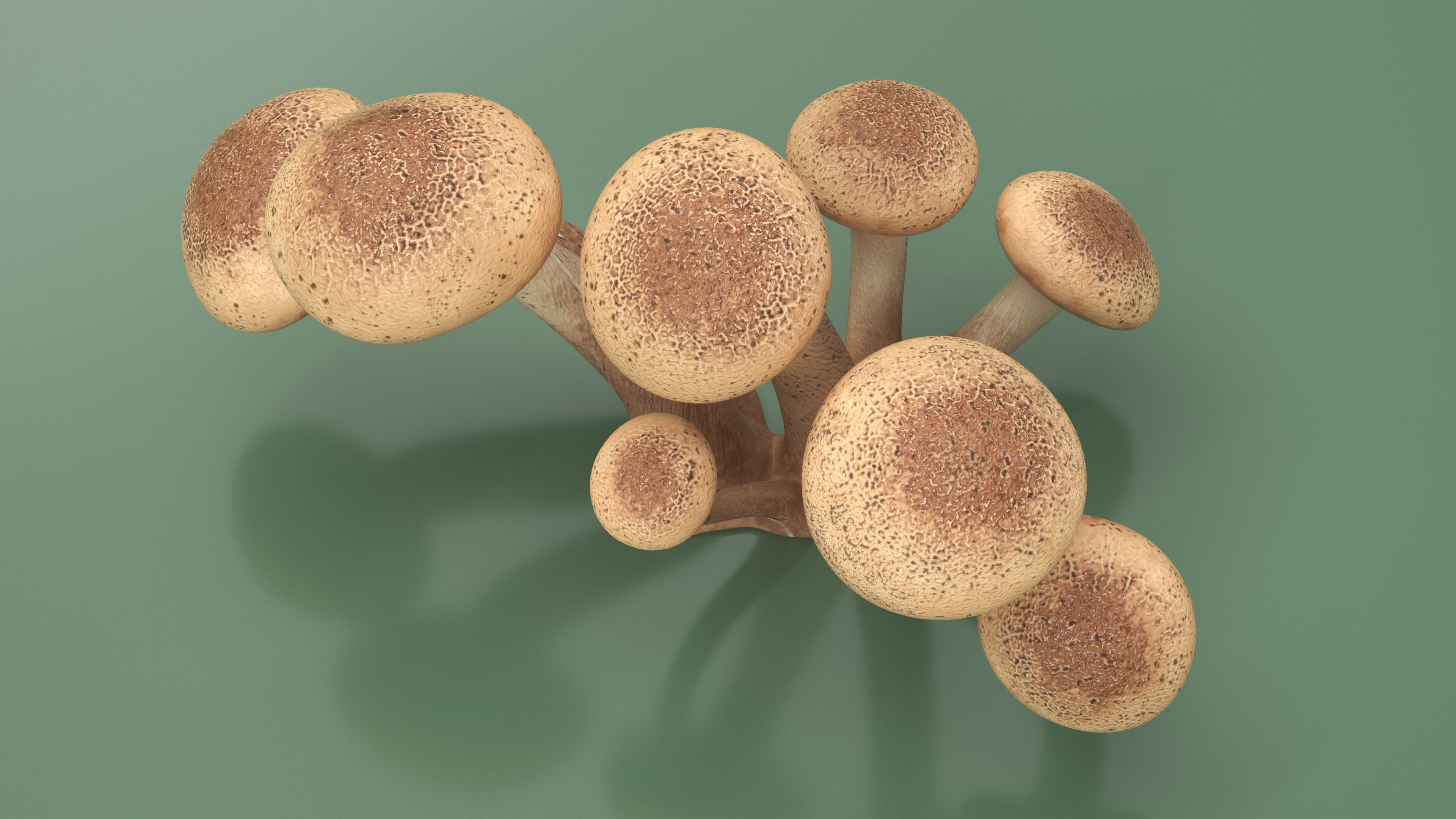 Honey Agaric 3D