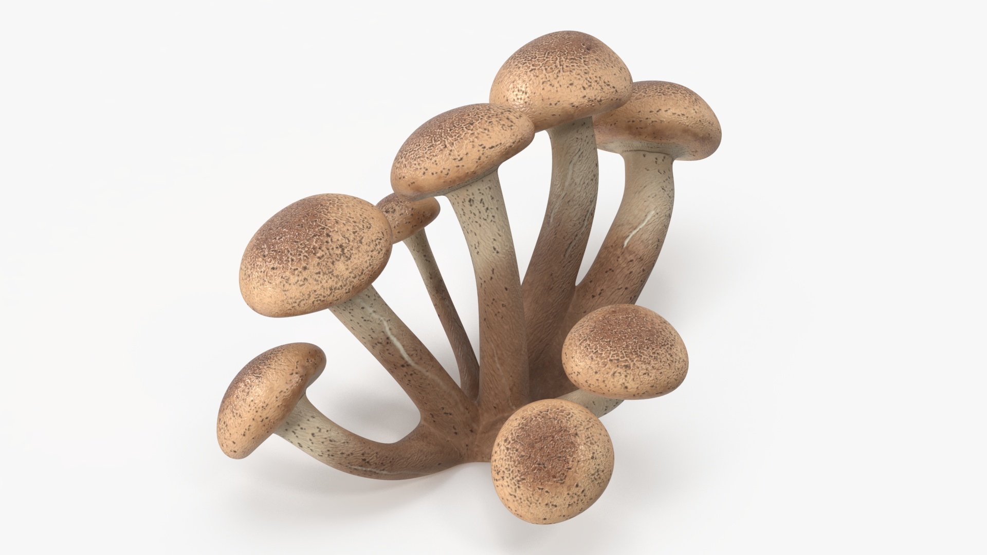 Honey Agaric 3D