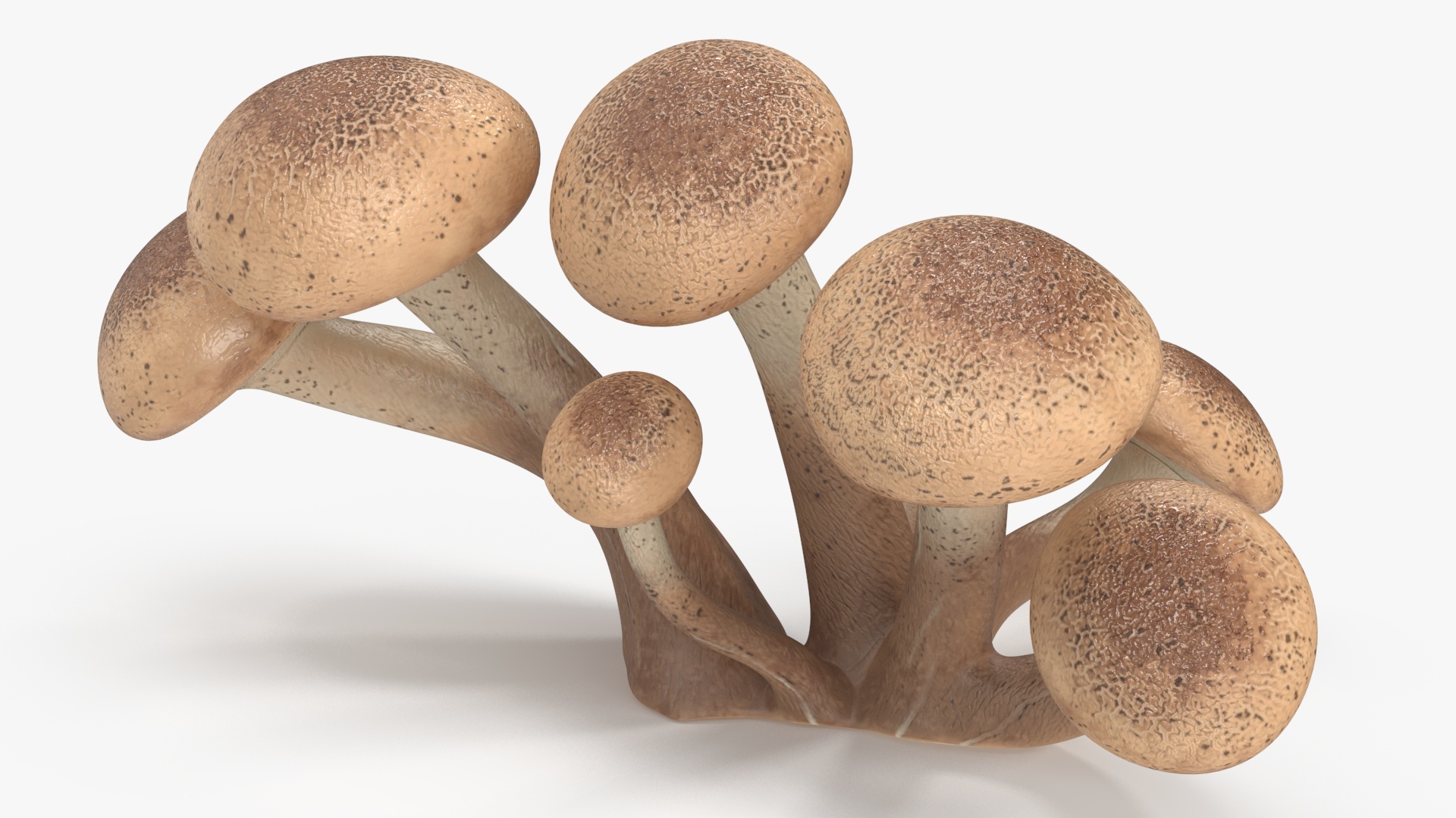 Honey Agaric 3D