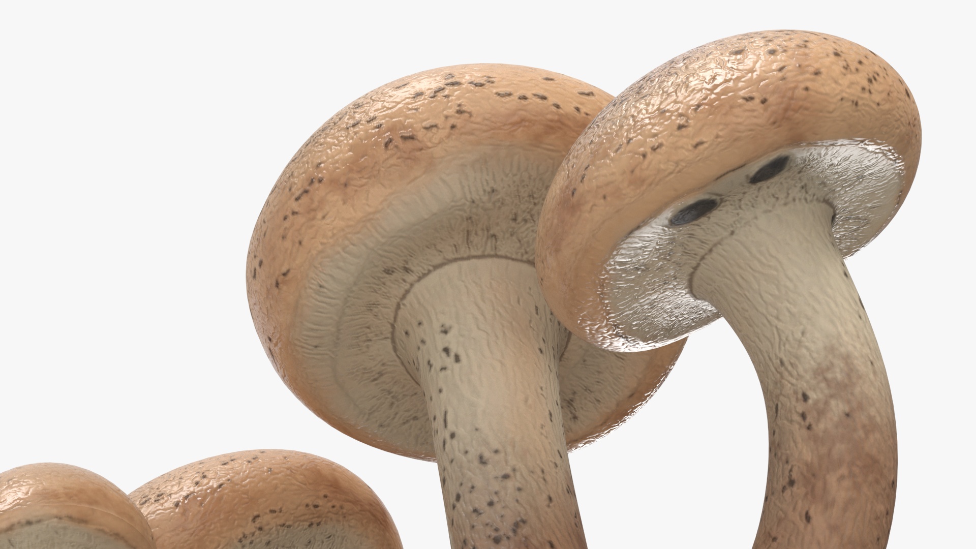 Honey Agaric 3D