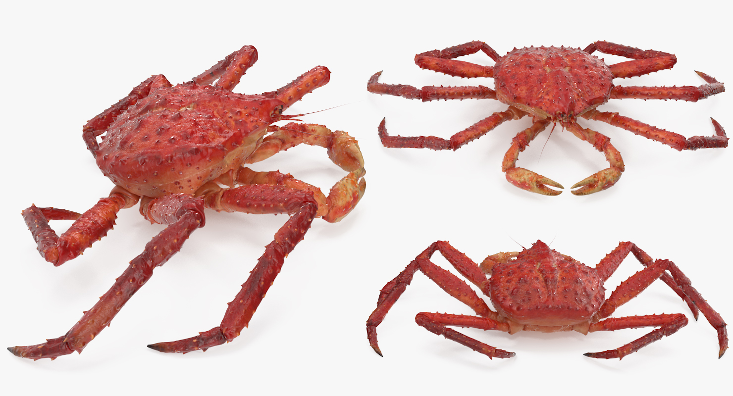 3D Red King Crab model