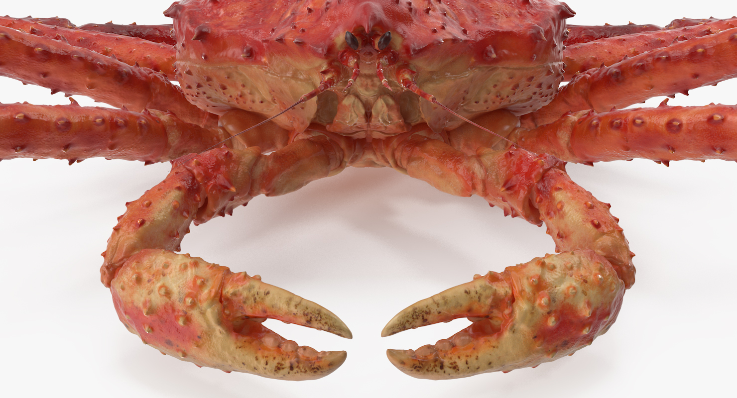 3D Red King Crab model